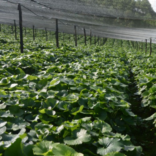 How Long Does It Take Wasabi To Harvest